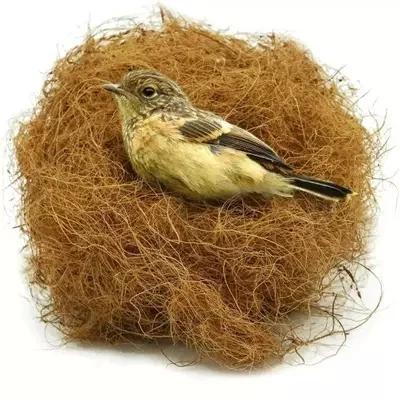 Finches Nesting Material