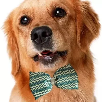 DOG BOW WITH NECK BAND